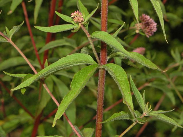 Una pianta comunissima ... Eupatorium cannabinum